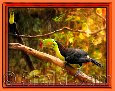 toucan on branch